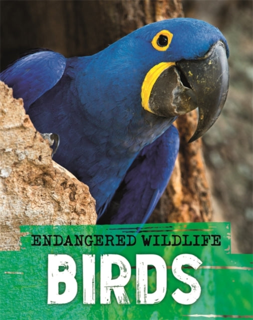 Endangered Wildlife: Rescuing Birds-9781526309921